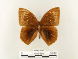 中文名:鳳眼方環蝶(4219-988)學名:Discophora sondaica tulliana Stichel, 1905(4219-988)