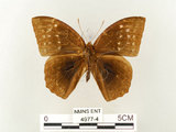 中文名:鳳眼方環蝶(4977-4)學名:Discophora sondaica tulliana Stichel, 1905(4977-4)