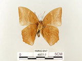 中文名:鳳眼方環蝶(4977-7)學名:Discophora sondaica tulliana Stichel, 1905(4977-7)