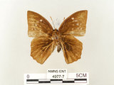 中文名:鳳眼方環蝶(4977-7)學名:Discophora sondaica tulliana Stichel, 1905(4977-7)