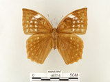 中文名:鳳眼方環蝶(4977-5)學名:Discophora sondaica tulliana Stichel, 1905(4977-5)
