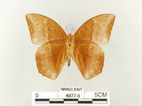 中文名:鳳眼方環蝶(4977-8)學名:Discophora sondaica tulliana Stichel, 1905(4977-8)