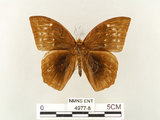 中文名:鳳眼方環蝶(4977-8)學名:Discophora sondaica tulliana Stichel, 1905(4977-8)