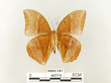 中文名:鳳眼方環蝶(4977-6)學名:Discophora sondaica tulliana Stichel, 1905(4977-6)