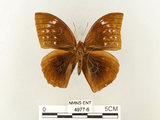 中文名:鳳眼方環蝶(4977-6)學名:Discophora sondaica tulliana Stichel, 1905(4977-6)