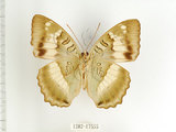 中文名:台灣綠蛺蝶(台灣翠蛺蝶)(1282-17555)學名:Euthalia formosana Fruhstorfer, 1908(1282-17555)