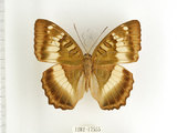 中文名:台灣綠蛺蝶(台灣翠蛺蝶)(1282-17555)學名:Euthalia formosana Fruhstorfer, 1908(1282-17555)