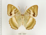 中文名:台灣綠蛺蝶(台灣翠蛺蝶)(1282-18287)學名:Euthalia formosana Fruhstorfer, 1908(1282-18287)