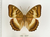 中文名:台灣綠蛺蝶(台灣翠蛺蝶)(1282-18287)學名:Euthalia formosana Fruhstorfer, 1908(1282-18287)