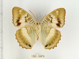 中文名:台灣綠蛺蝶(台灣翠蛺蝶)(1282-18078)學名:Euthalia formosana Fruhstorfer, 1908(1282-18078)