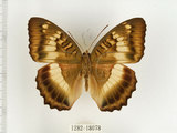 中文名:台灣綠蛺蝶(台灣翠蛺蝶)(1282-18078)學名:Euthalia formosana Fruhstorfer, 1908(1282-18078)