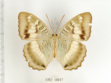 中文名:台灣綠蛺蝶(台灣翠蛺蝶)(1282-18047)學名:Euthalia formosana Fruhstorfer, 1908(1282-18047)