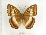 中文名:台灣綠蛺蝶(台灣翠蛺蝶)(1282-18047)學名:Euthalia formosana Fruhstorfer, 1908(1282-18047)