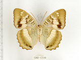 中文名:台灣綠蛺蝶(台灣翠蛺蝶)(1282-17190)學名:Euthalia formosana Fruhstorfer, 1908(1282-17190)