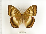 中文名:台灣綠蛺蝶(台灣翠蛺蝶)(1282-17190)學名:Euthalia formosana Fruhstorfer, 1908(1282-17190)