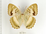 中文名:台灣綠蛺蝶(台灣翠蛺蝶)(1282-18413)學名:Euthalia formosana Fruhstorfer, 1908(1282-18413)