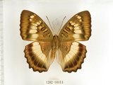 中文名:台灣綠蛺蝶(台灣翠蛺蝶)(1282-18413)學名:Euthalia formosana Fruhstorfer, 1908(1282-18413)