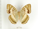 中文名:台灣綠蛺蝶(台灣翠蛺蝶)(1282-17345)學名:Euthalia formosana Fruhstorfer, 1908(1282-17345)