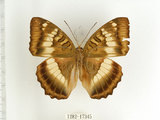 中文名:台灣綠蛺蝶(台灣翠蛺蝶)(1282-17345)學名:Euthalia formosana Fruhstorfer, 1908(1282-17345)