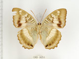 中文名:台灣綠蛺蝶(台灣翠蛺蝶)(1282-18255)學名:Euthalia formosana Fruhstorfer, 1908(1282-18255)