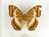 中文名:台灣綠蛺蝶(台灣翠蛺蝶)(1282-18255)學名:Euthalia formosana Fruhstorfer, 1908(1282-18255)