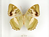 中文名:台灣綠蛺蝶(台灣翠蛺蝶)(1282-18135)學名:Euthalia formosana Fruhstorfer, 1908(1282-18135)