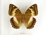 中文名:台灣綠蛺蝶(台灣翠蛺蝶)(1282-18135)學名:Euthalia formosana Fruhstorfer, 1908(1282-18135)