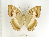 中文名:台灣綠蛺蝶(台灣翠蛺蝶)(1282-17385)學名:Euthalia formosana Fruhstorfer, 1908(1282-17385)