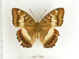 中文名:台灣綠蛺蝶(台灣翠蛺蝶)(1282-17385)學名:Euthalia formosana Fruhstorfer, 1908(1282-17385)