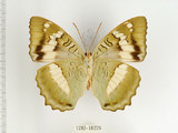 中文名:台灣綠蛺蝶(台灣翠蛺蝶)(1282-18226)學名:Euthalia formosana Fruhstorfer, 1908(1282-18226)