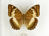 中文名:台灣綠蛺蝶(台灣翠蛺蝶)(1282-18226)學名:Euthalia formosana Fruhstorfer, 1908(1282-18226)