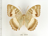 中文名:台灣綠蛺蝶(台灣翠蛺蝶)(1282-18056)學名:Euthalia formosana Fruhstorfer, 1908(1282-18056)