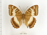 中文名:台灣綠蛺蝶(台灣翠蛺蝶)(1282-18056)學名:Euthalia formosana Fruhstorfer, 1908(1282-18056)