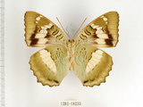 中文名:台灣綠蛺蝶(台灣翠蛺蝶)(1282-18233)學名:Euthalia formosana Fruhstorfer, 1908(1282-18233)