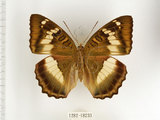 中文名:台灣綠蛺蝶(台灣翠蛺蝶)(1282-18233)學名:Euthalia formosana Fruhstorfer, 1908(1282-18233)