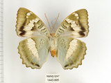 中文名:台灣綠蛺蝶(台灣翠蛺蝶)(1440-805)學名:Euthalia formosana Fruhstorfer, 1908(1440-805)