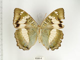 中文名:台灣綠蛺蝶(台灣翠蛺蝶)(1588-4)學名:Euthalia formosana Fruhstorfer, 1908(1588-4)