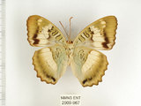 中文名:台灣綠蛺蝶(台灣翠蛺蝶)(2909-967)學名:Euthalia formosana Fruhstorfer, 1908(2909-967)