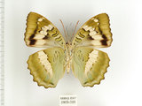 中文名:台灣綠蛺蝶(台灣翠蛺蝶)(2909-395)學名:Euthalia formosana Fruhstorfer, 1908(2909-395)