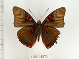 中文名:閃電蛺蝶(1282-18273)學名:Euthalia irrubescens fulguralis (Matsumura, 1909)(1282-18273)