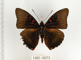 中文名:閃電蛺蝶(1282-18273)學名:Euthalia irrubescens fulguralis (Matsumura, 1909)(1282-18273)