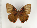 中文名:閃電蛺蝶(1282-18160)學名:Euthalia irrubescens fulguralis (Matsumura, 1909)(1282-18160)