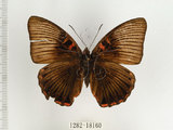 中文名:閃電蛺蝶(1282-18160)學名:Euthalia irrubescens fulguralis (Matsumura, 1909)(1282-18160)