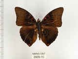 中文名:閃電蛺蝶(2909-10)學名:Euthalia irrubescens fulguralis (Matsumura, 1909)(2909-10)