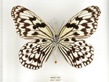 中文名:大白斑蝶 (綠島亞種) (2667-3057)學名:Idea leuconoe kwashotoensis (Sonan, 1928)(2667-3057)