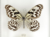 中文名:大白斑蝶 (綠島亞種) (2667-3057)學名:Idea leuconoe kwashotoensis (Sonan, 1928)(2667-3057)