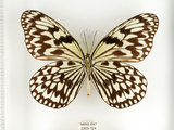 中文名:大白斑蝶 (綠島亞種) (2909-124)學名:Idea leuconoe kwashotoensis (Sonan, 1928)(2909-124)