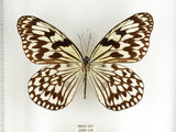 中文名:大白斑蝶 (綠島亞種) (2909-124)學名:Idea leuconoe kwashotoensis (Sonan, 1928)(2909-124)