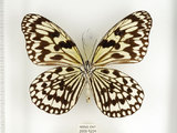 中文名:大白斑蝶 (綠島亞種) (2909-1234)學名:Idea leuconoe kwashotoensis (Sonan, 1928)(2909-1234)