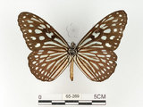 中文名:旖班蝶(琉球青斑蝶)(65-269)學名:Ideopsis similis (Linnaeus, 1758)(65-269)